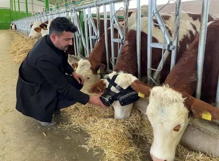 مزارع يستعين بنظارات الواقع الافتراضي لتحسين إنتاجية مزرعته من الألبان